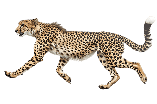 Cheetah running, side view, isolated against a transparent background png