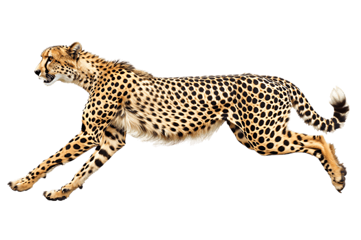 Cheetah running, side view, isolated against a transparent background png