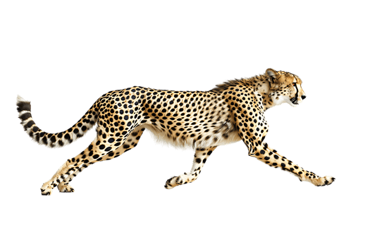 Cheetah running, side view, isolated against a transparent background png