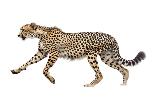 Cheetah running, side view, isolated against a transparent background png