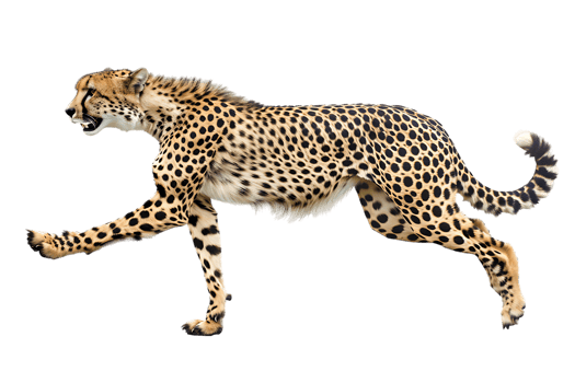 Cheetah running, side view, isolated against a transparent background png