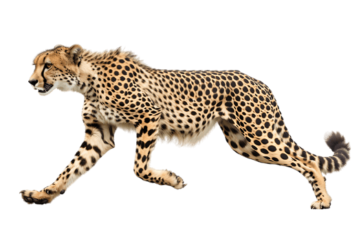 Cheetah running, side view, isolated against a transparent background png