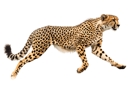 Cheetah running, side view, isolated against a transparent background png