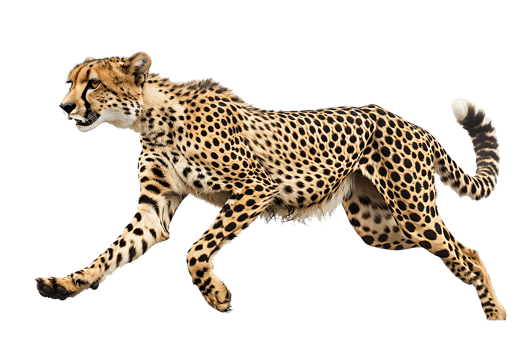 Cheetah running, side view, isolated against a transparent background png