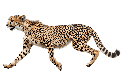 Cheetah running, side view, isolated against a transparent background png