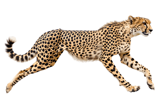 Cheetah running, side view, isolated against a transparent background png