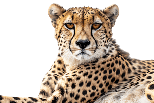 Cheetah lying down, isolated against a transparent background png