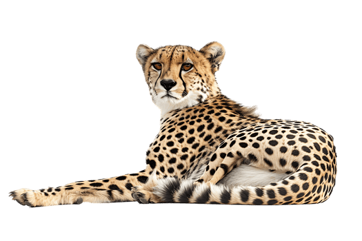 Cheetah lying down, isolated against a transparent background png