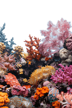 colorful coral reef isolated against a transparent background png