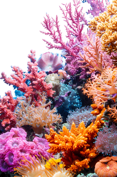 colorful coral reef isolated against a transparent background png