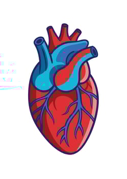 art of Human heart drawing Abstract minimal flat art vector