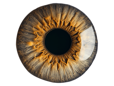 Brown eye iris png