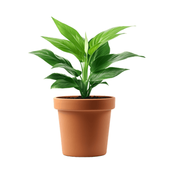Plant in a pot over transparent background png