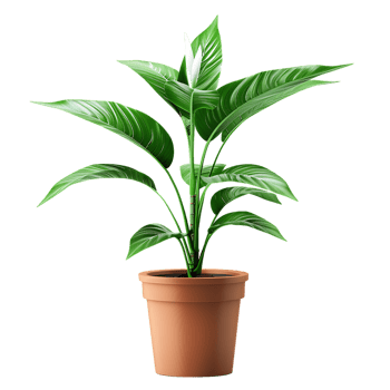 Plant in a pot over transparent background png