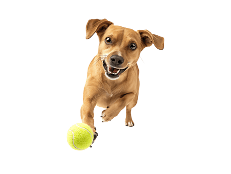 Dog playing with a tennis ball, isolated against a transparent background png