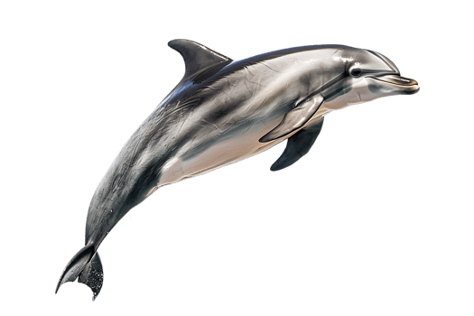 dolphin leaping out of the water, isolated against a transparent background png