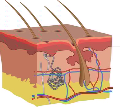 human skin anatomy illustration vector