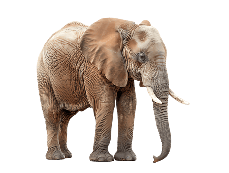 Elephant isolated against transparent background png