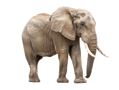 Elephant isolated against transparent background png
