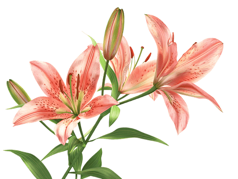 Elegant blooming lilies with buds, against a transparent background png