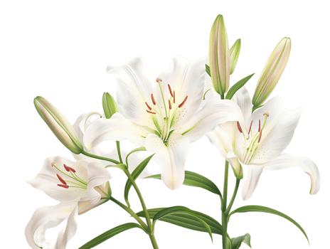 Elegant blooming lilies with buds, against a transparent background png