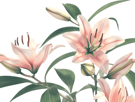 Elegant blooming lilies with buds, against a transparent background png