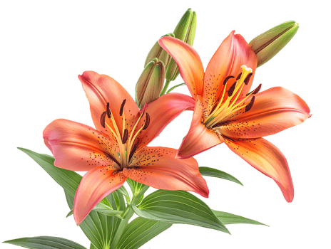 Elegant blooming lilies with buds, against a transparent background png