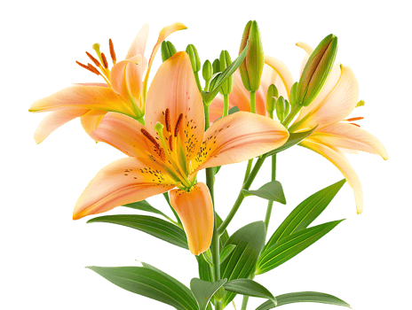 Elegant blooming lilies with buds, against a transparent background png