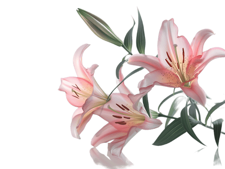 Elegant blooming lilies with buds, against a transparent background png