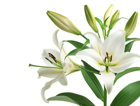 Elegant blooming lilies with buds, against a transparent background png