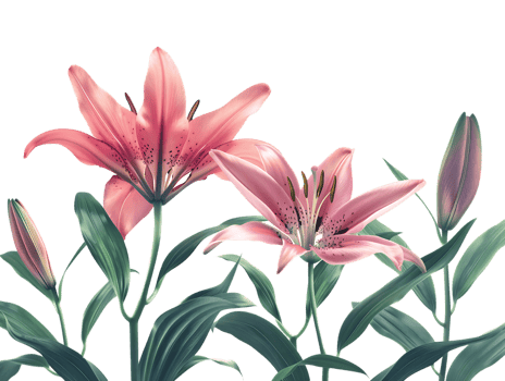 Elegant blooming lilies with buds, against a transparent background png