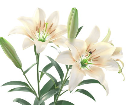 Elegant blooming lilies with buds, against a transparent background png