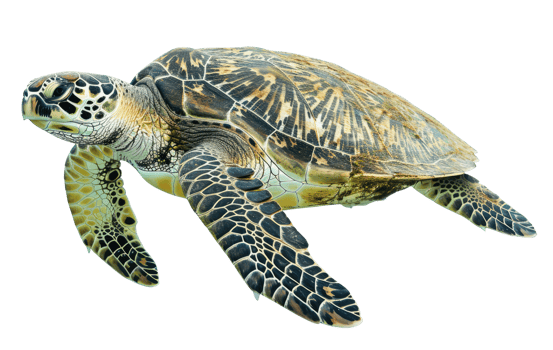 Sea Turtle Cut Out png