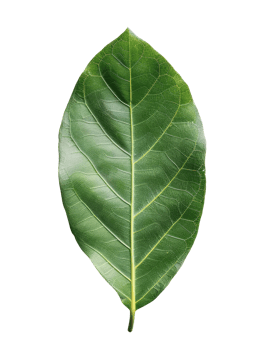 Laurel Leaf Cut Out png