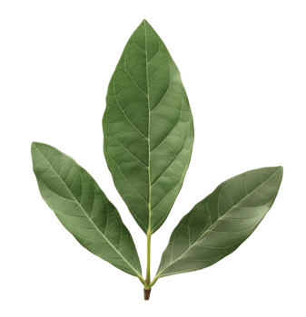 Laurel Leaves Cut Out png