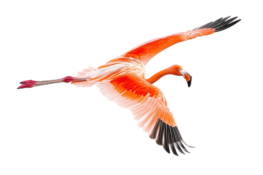 Flamingo flying, isolated against a transparent background png