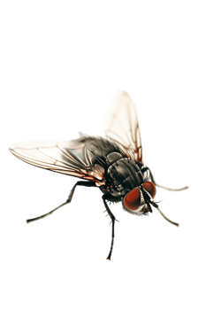 fly isolated against a transparent background png