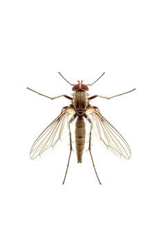 fly isolated against a transparent background png