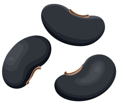Pile of Raw Black Beans Isolated on White Background vector