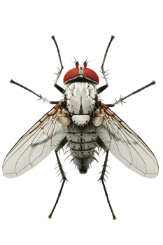 fly isolated against a transparent background png