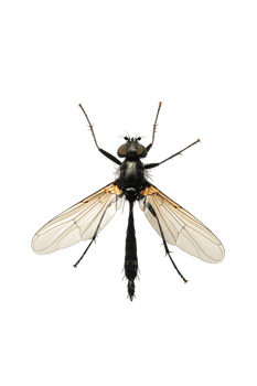 fly isolated against a transparent background png