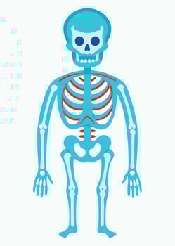 art of Human skeleton drawing Abstract minimal flat art vector