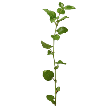 a plant with leaves on it, on a transparent background png