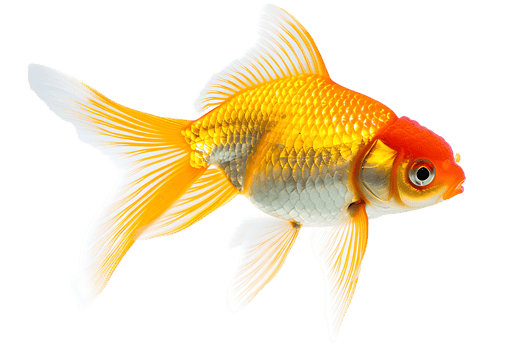 Goldfish, isolated against a transparent background png
