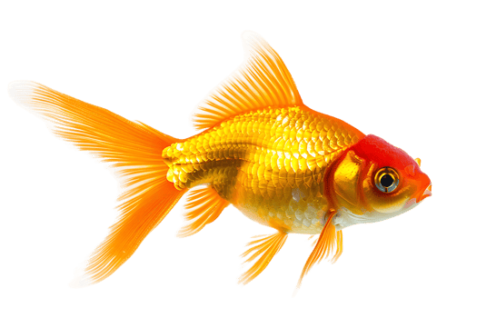 Goldfish, isolated against a transparent background png