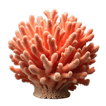 Coral with delicate branches and vibrant colors on transparent background. png