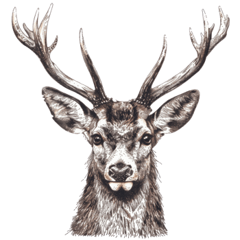 Detailed Animal Sticker of a Majestic Deer with Antlers - Perfect for Nature and Wildlife Enthusiasts png