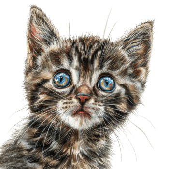 Adorable Animal Sticker of a Fluffy Kitten with Big Blue Eyes - Perfect for Scrapbooking, Journals, and Craft Projects png