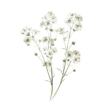 Delicate White Baby's Breath Flowers Isolated on Transparent Background for Botanical and Floral Design Projects png