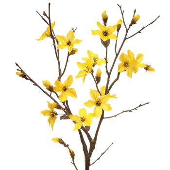 Bright Yellow Blossoms on Branches - Vibrant Botanical Nature Photography for Floral and Garden Themes png